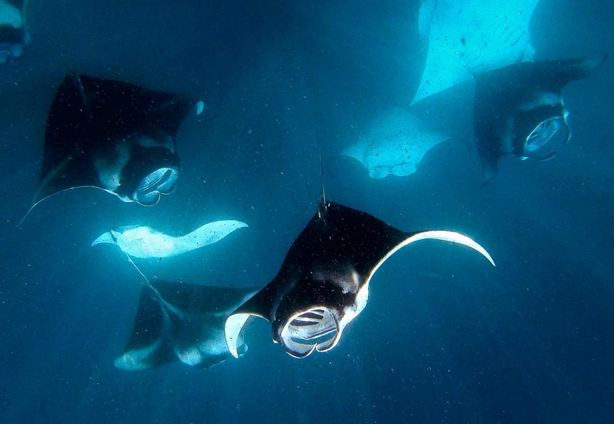 Manta Reserve Maalhos  Екстер'єр фото